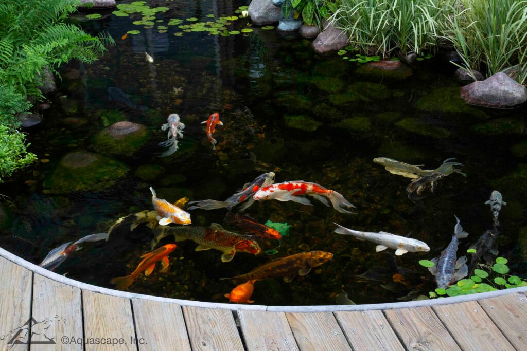 Koi swimming in pond